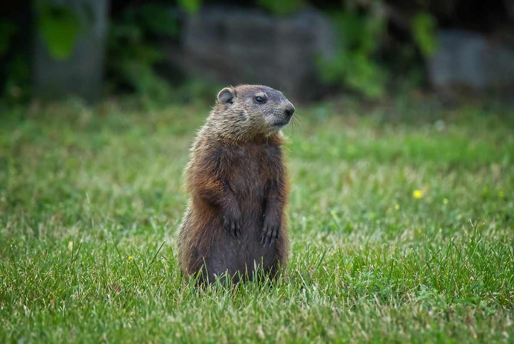 raleigh nc groundhog day